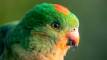 Wildlife &amp; Birdlife